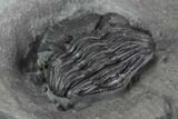 Enrolled Eldredgeops (Phacops) Trilobite - New York #95945-1